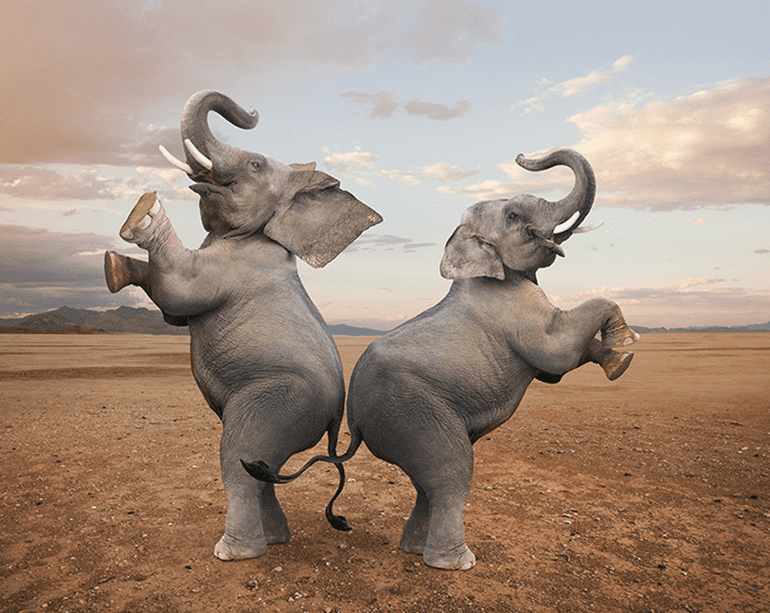 The IBM/Red Hat Tango Elephants Can Dance Too—to the Tune of Open Source